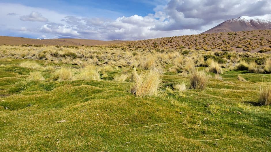 Hierba en un paisaje de montaña, en el chat de Santa Rosa del Sara