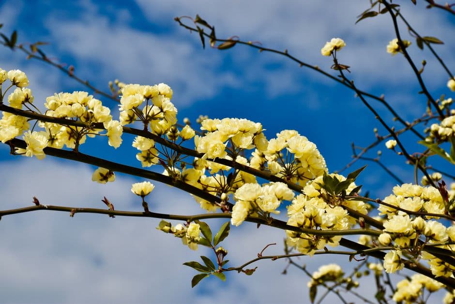 Flores amarillas en una rama marrón, en el chat de La Primavera