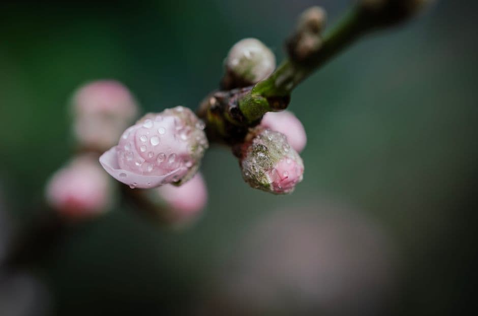 Primer plano de flores de melocotonero con rocío en una rama, en el chat de Santa Lucía Milpas Altas