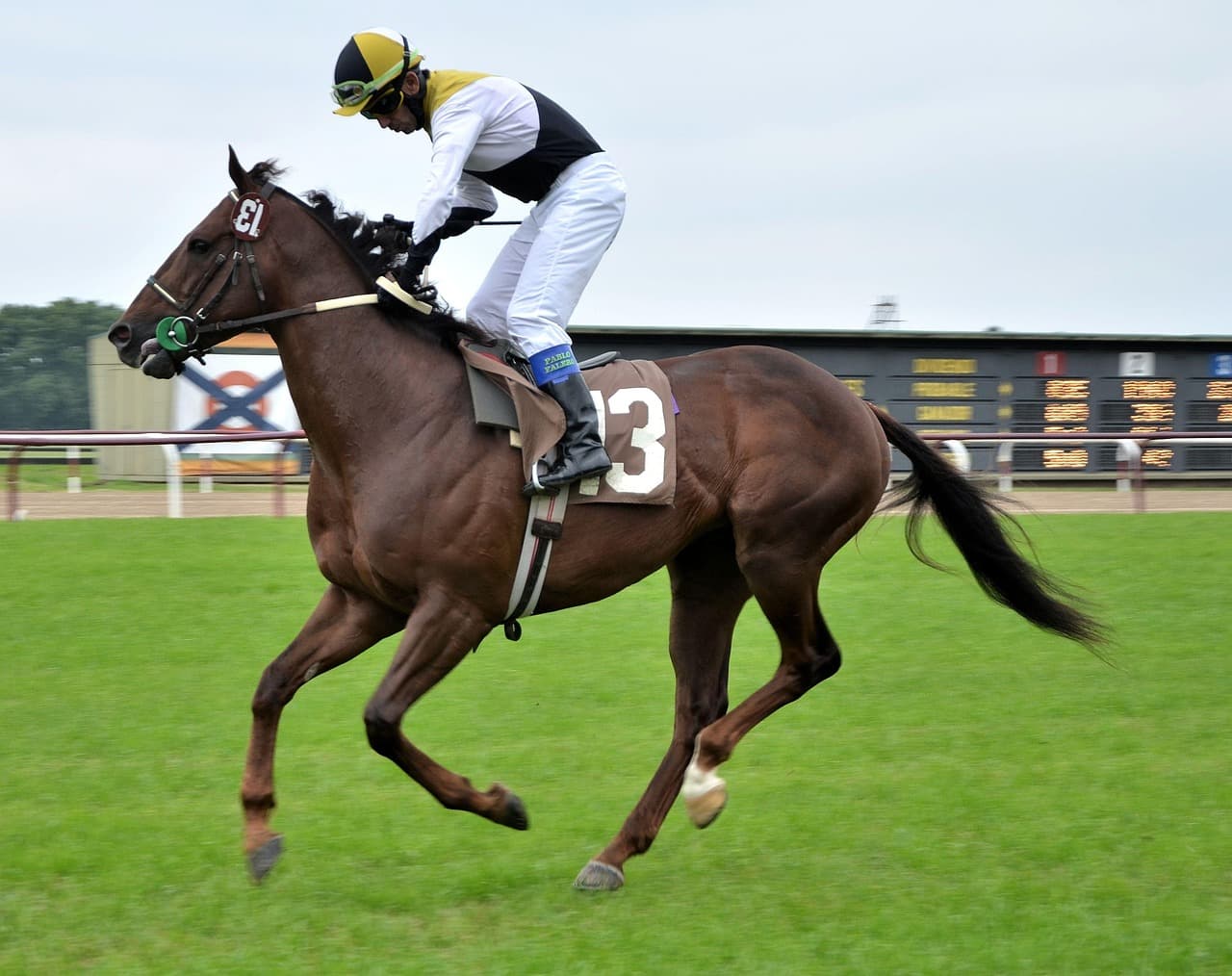 Caballo de carreras en un hipódromo, en el chat de San Isidro