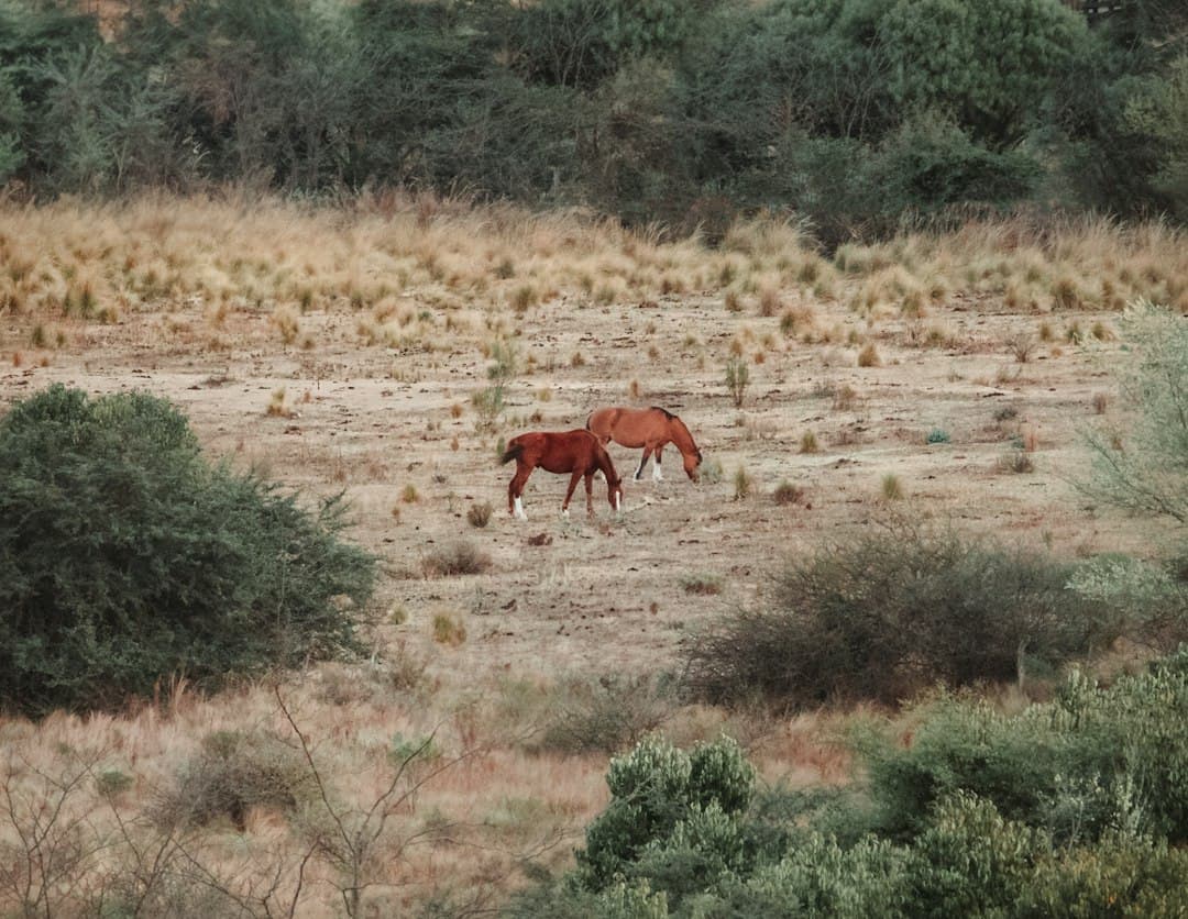 Dos caballos sobre un campo de hierba seca, en el chat de Carcarañá