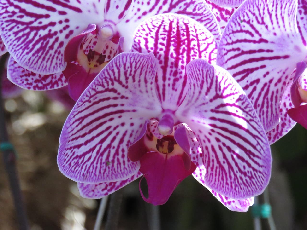 Orquídeas de flores moradas, en el chat de Betulia