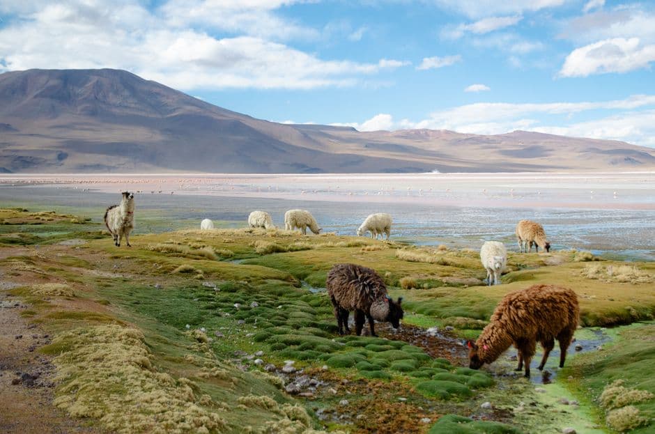 Manada de llamas pastando en la hierba junto a un lago, en el chat de Sacaca