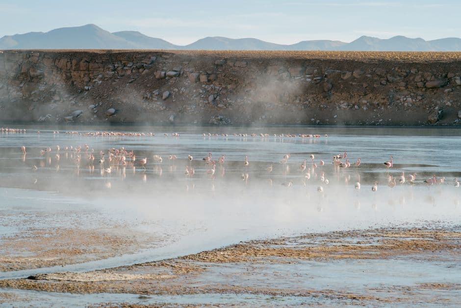 Bandada de flamencos caminando por una laguna poco profunda humeante, en el chat de Ravelo