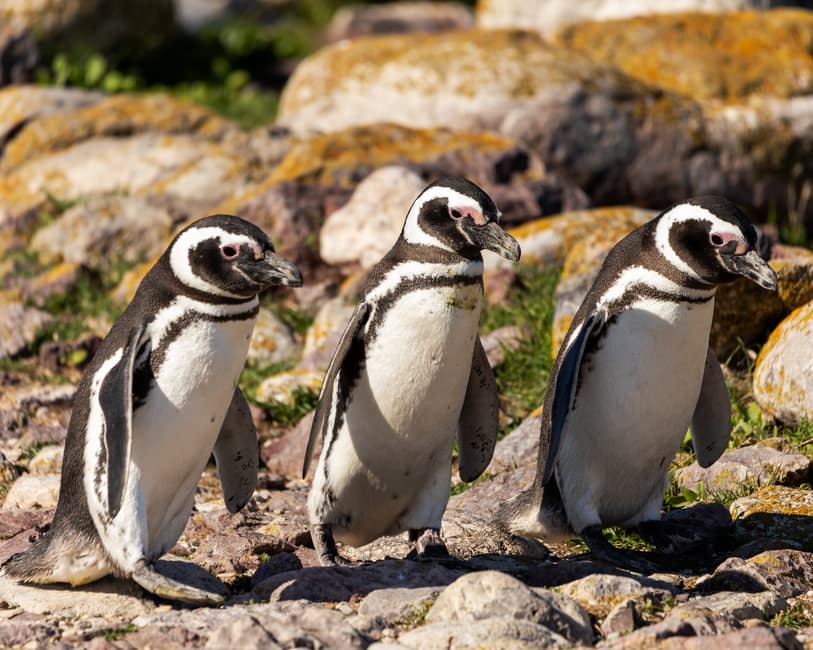 Pingüinos sobre una costa rocosa de Argentina, en el chat de Puerto Deseado