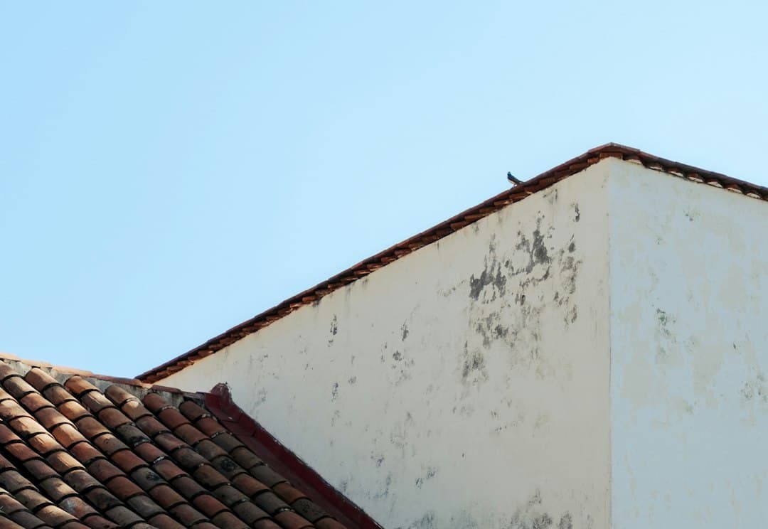 Pájaro posado en el tejado de un edificio, en el chat de La Cruz