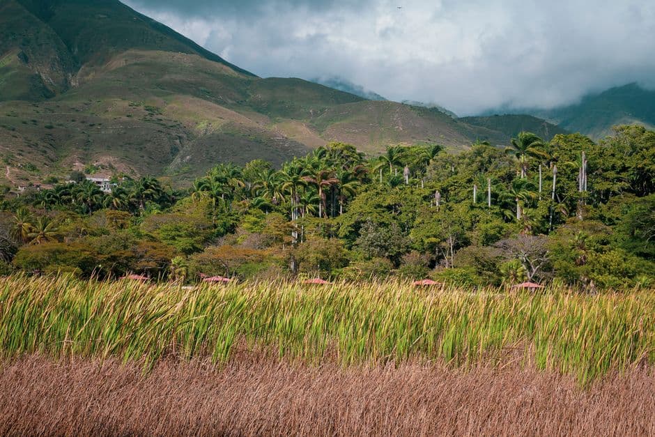Palmeras al pie de una montaña, en la sala de chat de Guatire