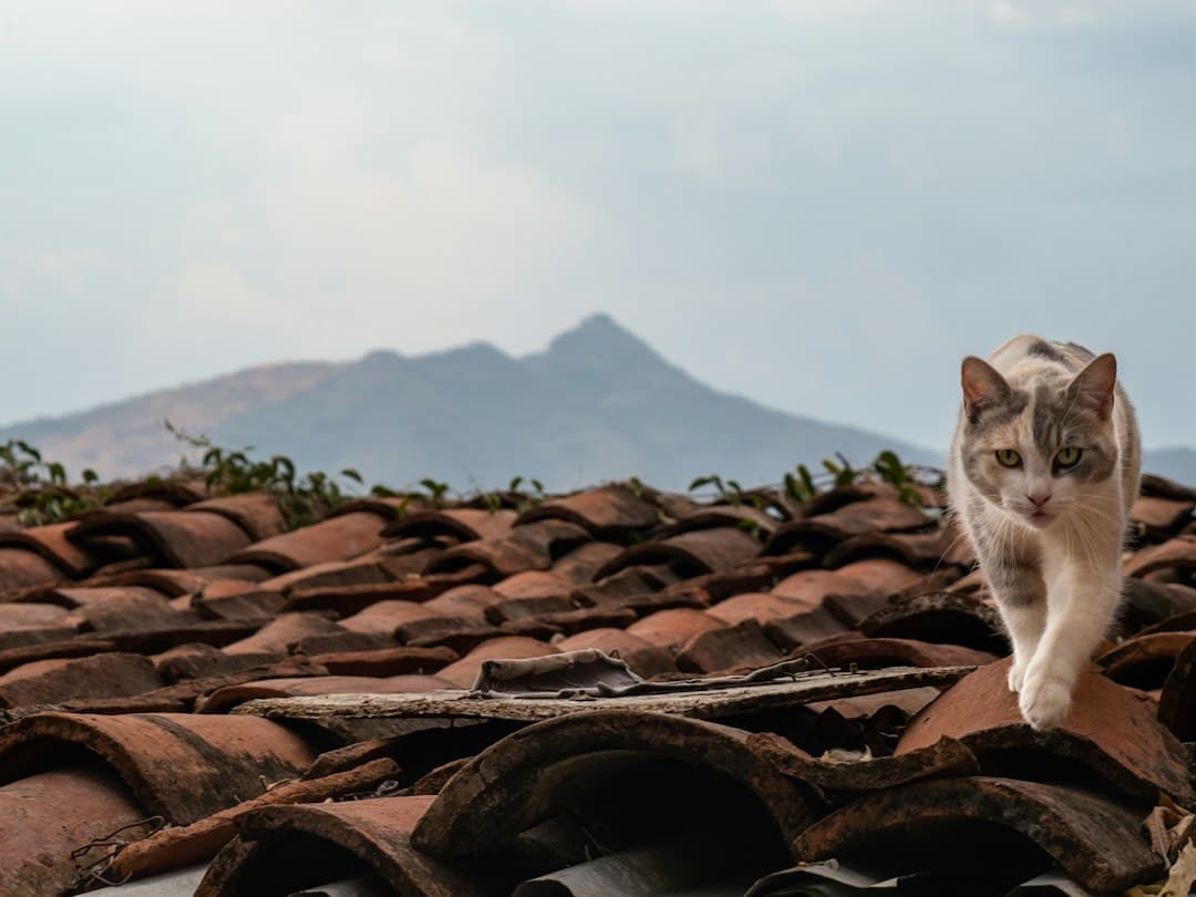 Gato tricolor sobre viejas tejas rojas con una montaña detrás, en el chat de Tecolotlán