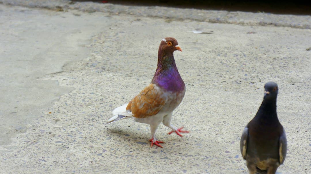 Un par de pájaros sobre un suelo de cemento, en el chat de Restrepo