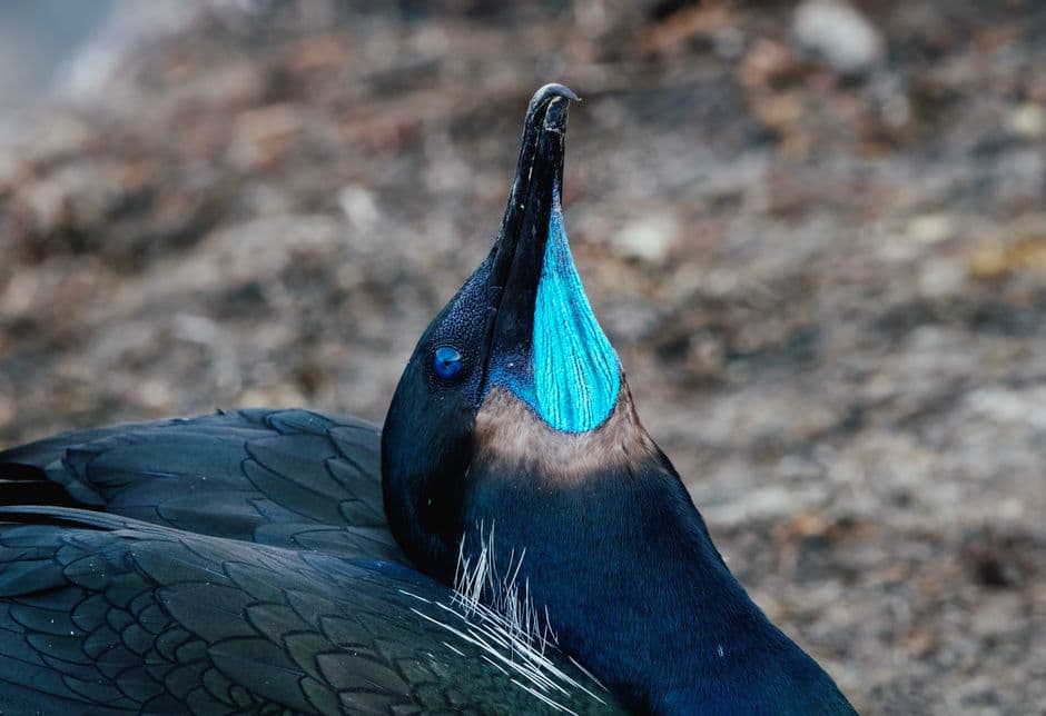 Cormorán de garganta azul en plena naturaleza, en el chat de Guanay