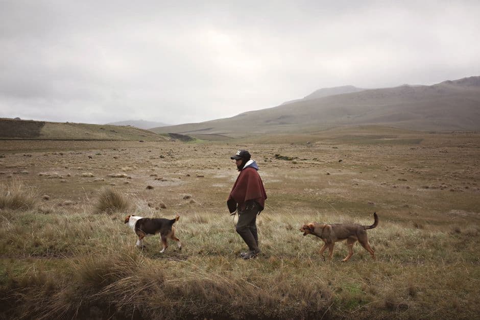 Pastor andino caminando con sus perros en Ecuador, en el chat de Montalvo