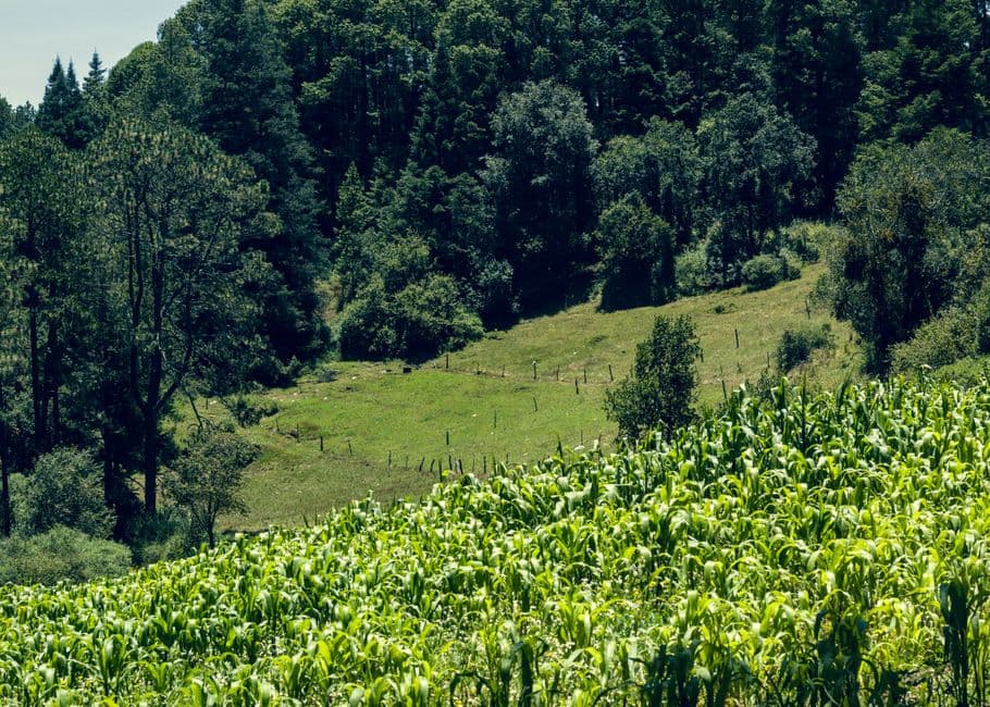 Vista de un maizal y un bosque en Veracruz, en el chat de Chinameca