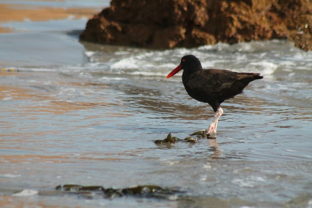 Pájaro negro sobre una playa de arena, en el chat de San Juan de Marcona