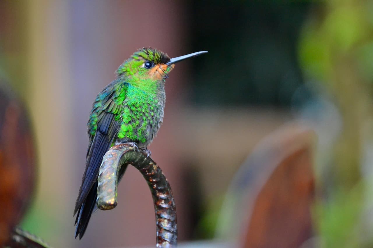Un pájaro entre la naturaleza de Costa Rica, en el chat de Merced