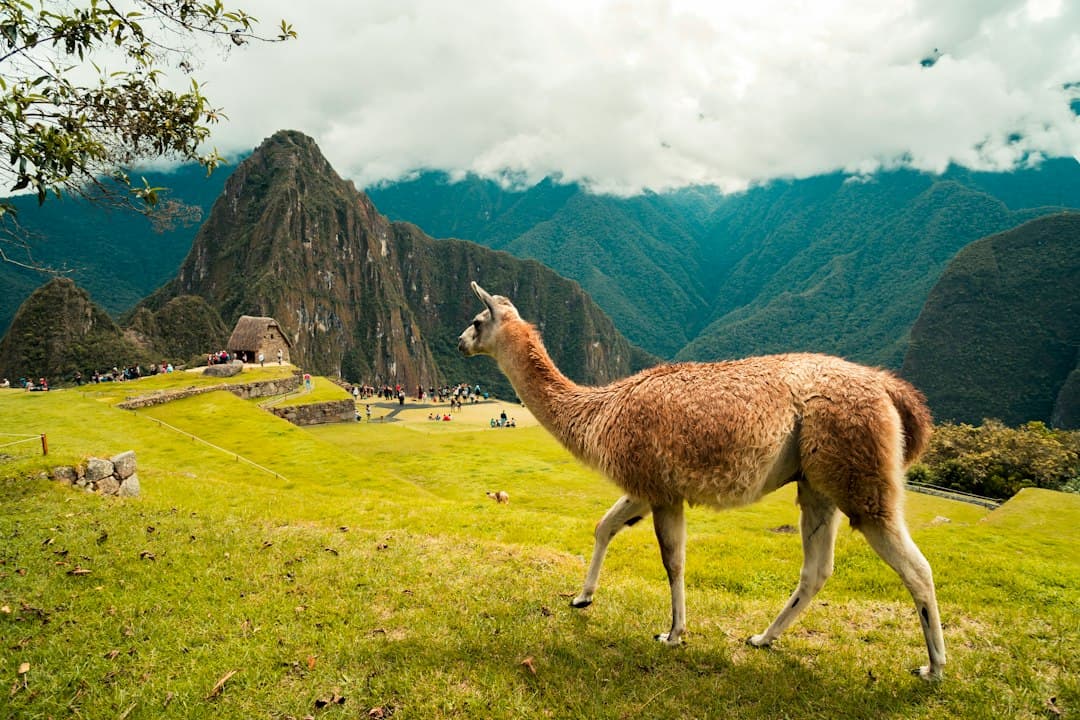 Un animal de granja de patas marrones de pie sobre la hierba, en el chat de Chala