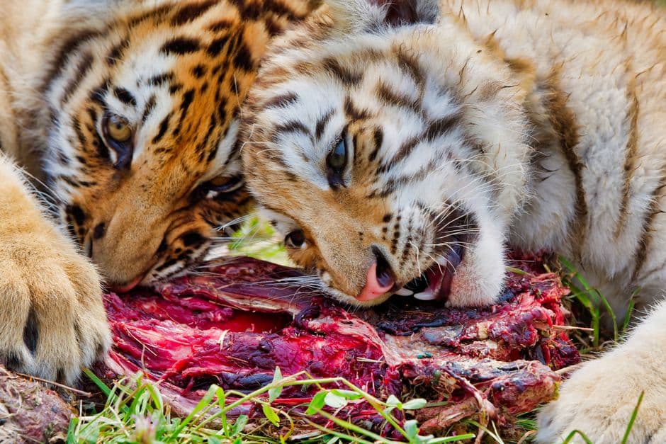 Tigres jóvenes comiendo carne, en la sala de chat de El Tigre