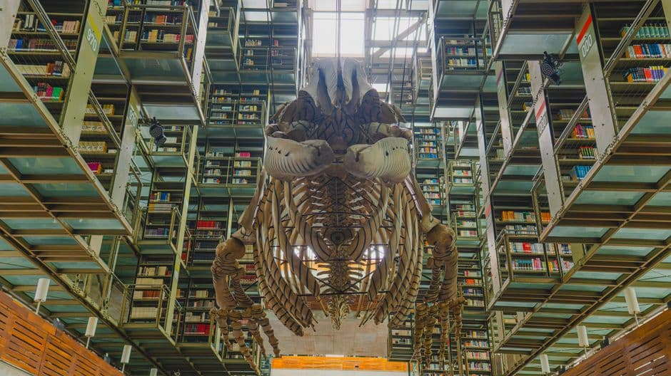 Un gran esqueleto de ballena expuesto en una biblioteca de México, en el chat de Panindícuaro