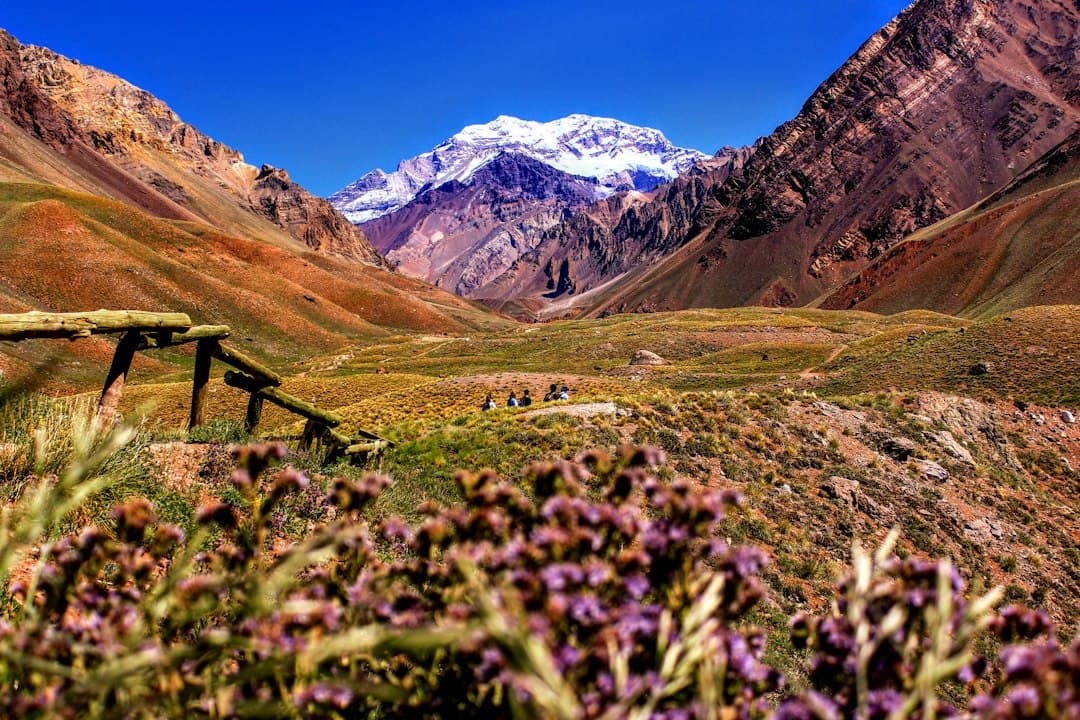 Flores de pétalos morados cerca de una montaña durante el día, en el chat de Chos Malal