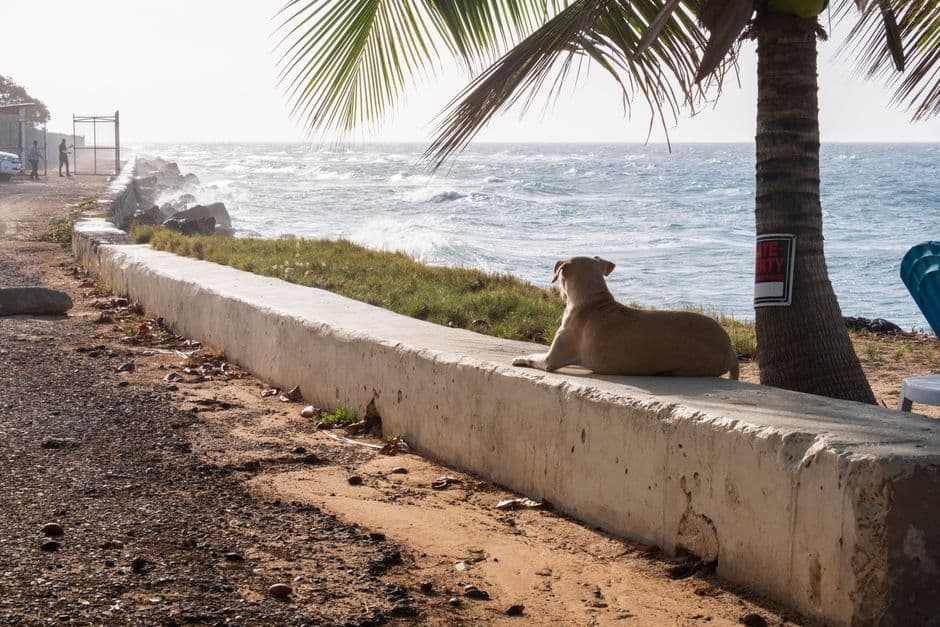 Un perro tumbado en un muro bajo una palmera junto al mar, en el chat de Peralta