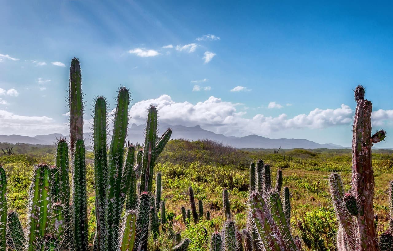 Un paisaje de Venezuela con cactus, en el chat de Belén