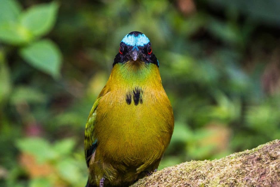 Pájaro verde posado en un árbol, en el chat de Cicuco
