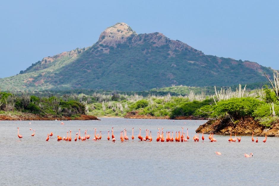 Flamencos en el agua en un paisaje de montaña, en el chat de Camatagua
