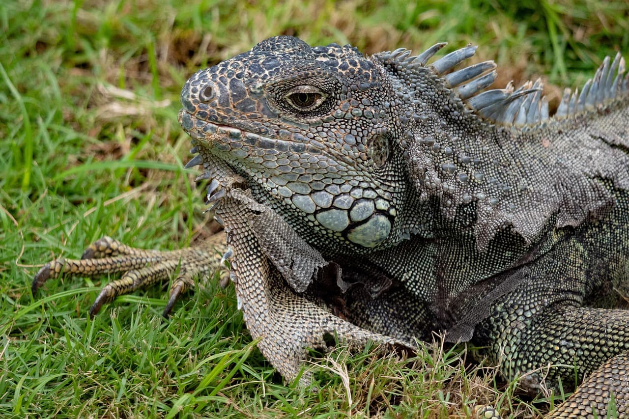 Una iguana en Ecuador, en el chat de Nabón