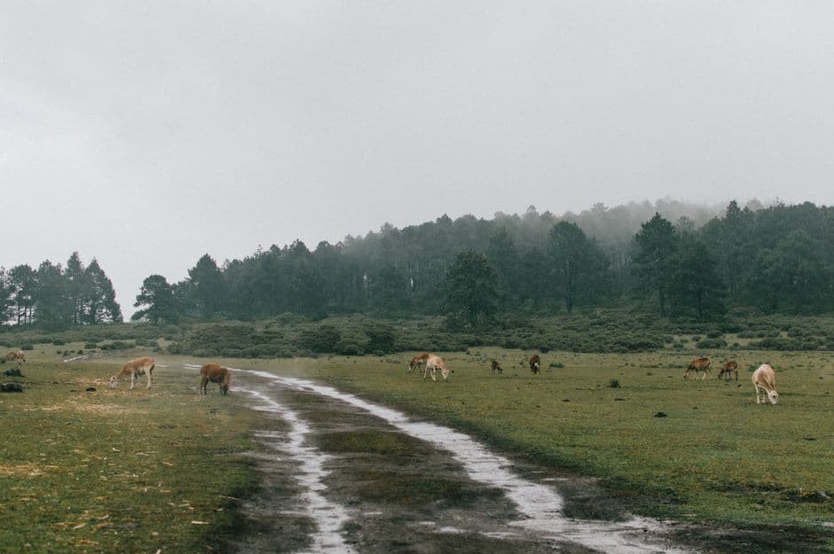 Un ciervo pastando tranquilo en un bosque con niebla, en el chat de Tepetzintla