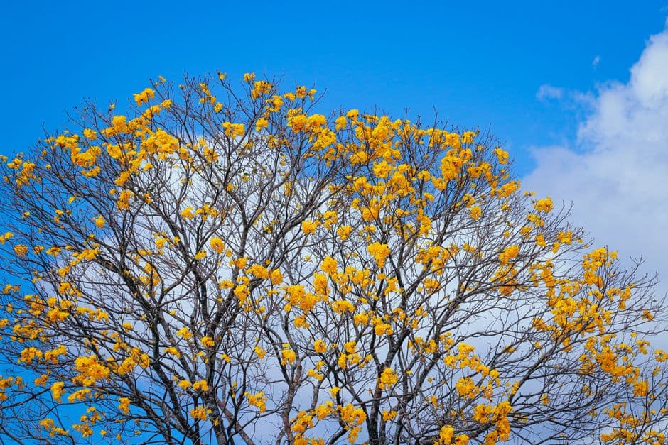 Guayacán amarillo en flor contra el cielo azul, en el chat de Guayacanes