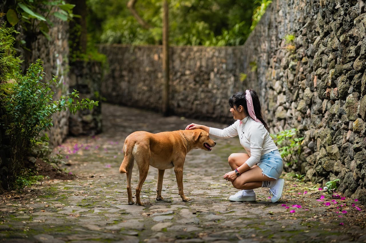 Mujer con un perro en un camino de México, en el chat de Mascota