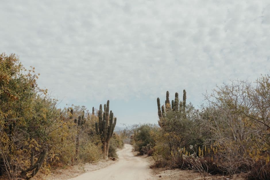 Cactus y matorrales a lo largo de un camino de arena, en el chat de Santa Rosalía