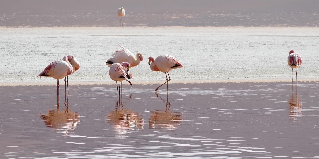 Flamencos en una laguna de Bolivia, en el chat de Tacobamba