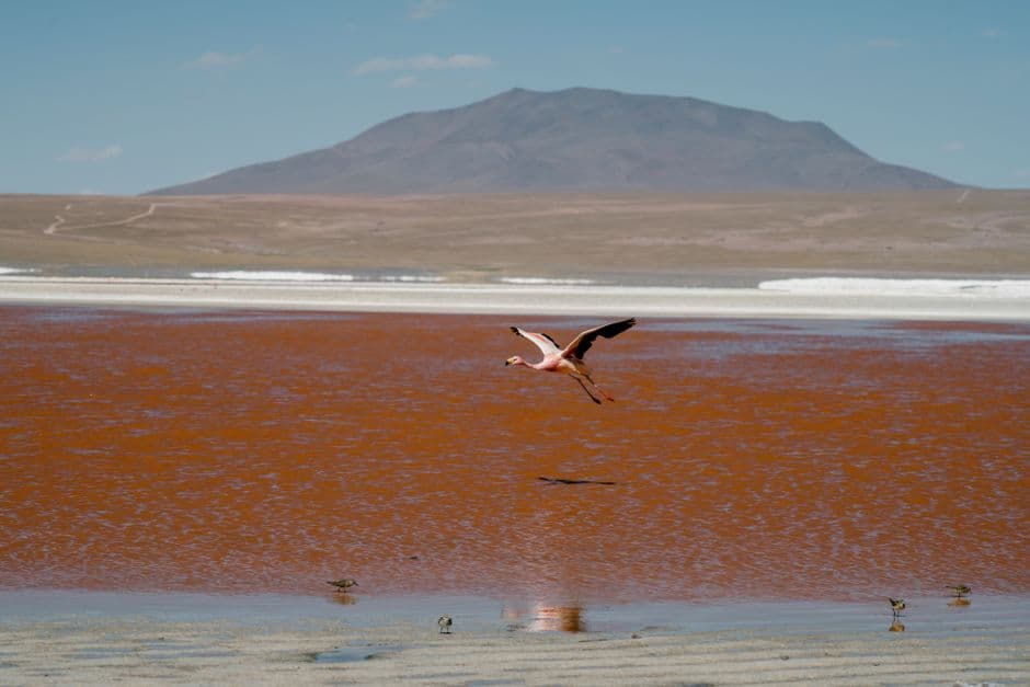 Flamenco volando sobre un lago en calma, en el chat de Lagunas
