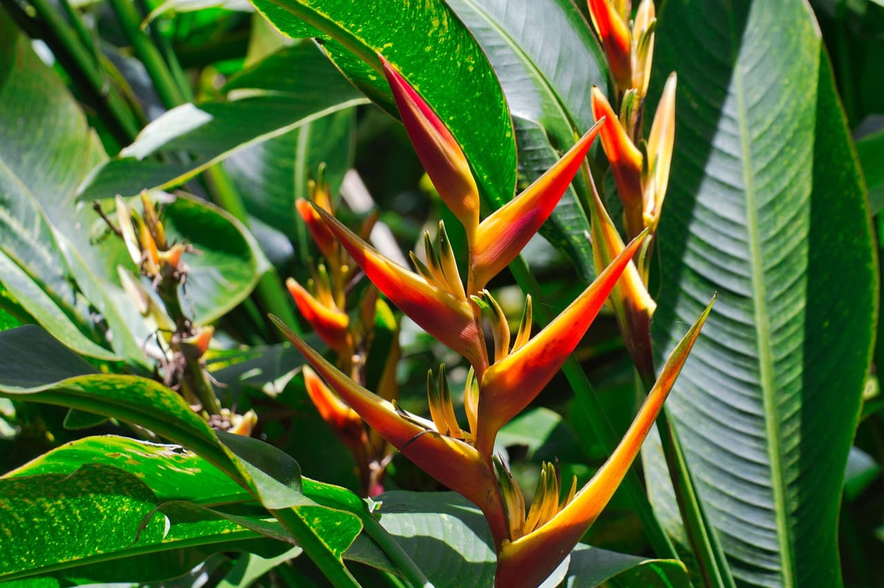 Flor de heliconia en Cartago, Costa Rica, en el chat de Guadalupe
