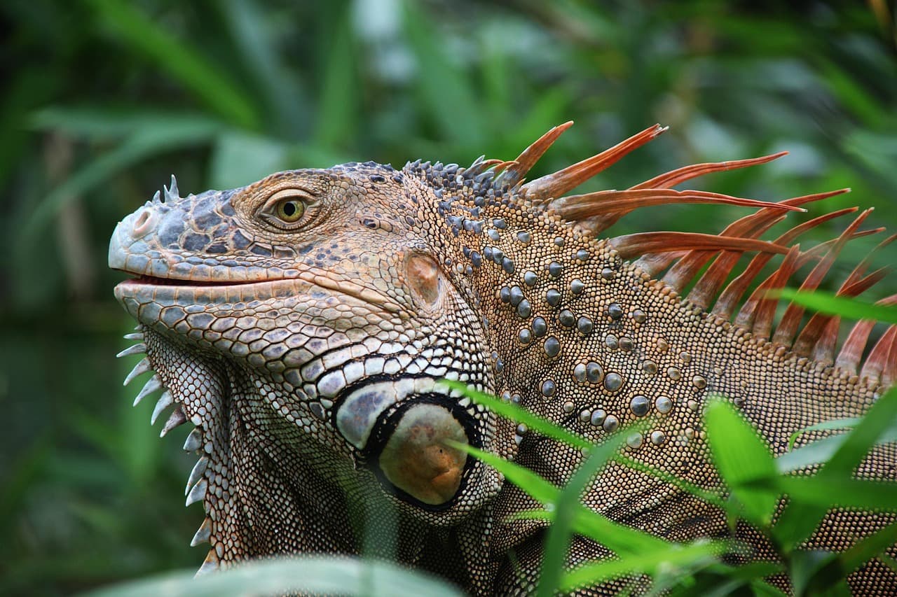 Iguana en plena naturaleza de Costa Rica, en el chat de Upala