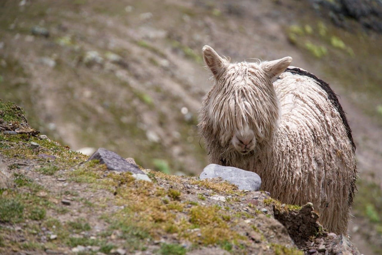 Alpaca peruana con flequillo, en el chat de Ccatca