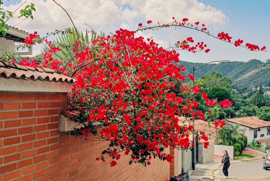 Árbol de flores rojas junto a un edificio, en el chat de Curiepe