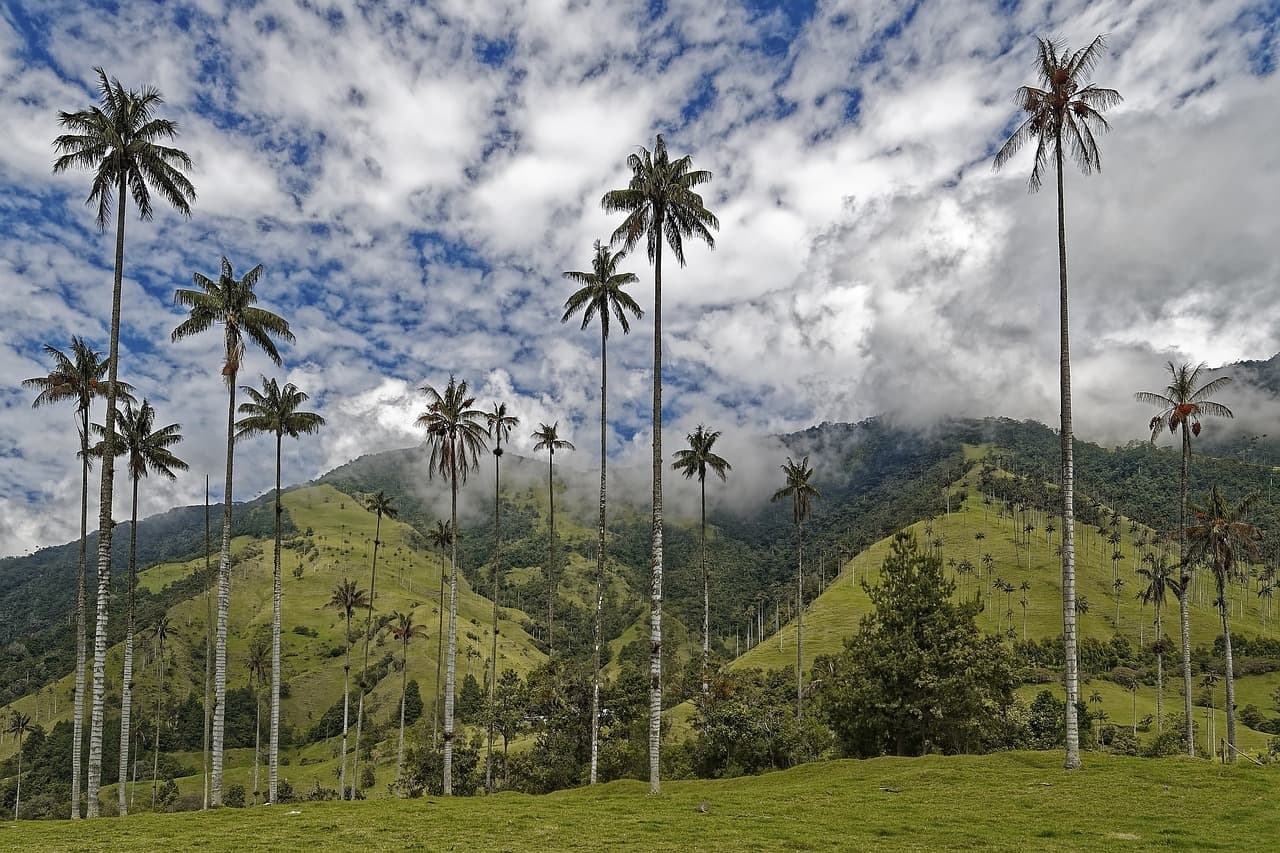 Bosque de palmas en Colombia, en el chat de El Carmen de Atrato
