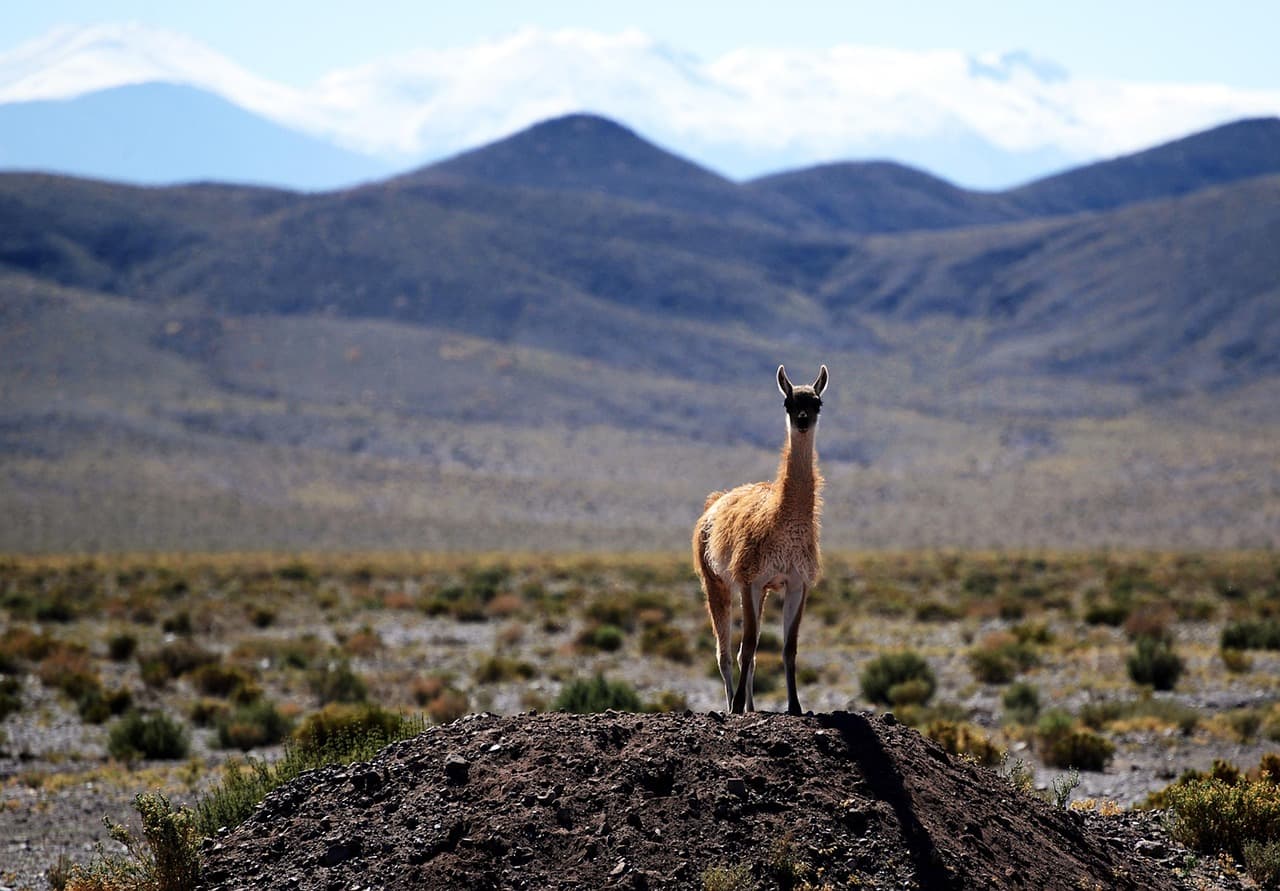 Vicuña en libertad, en el chat de Tierra Amarilla