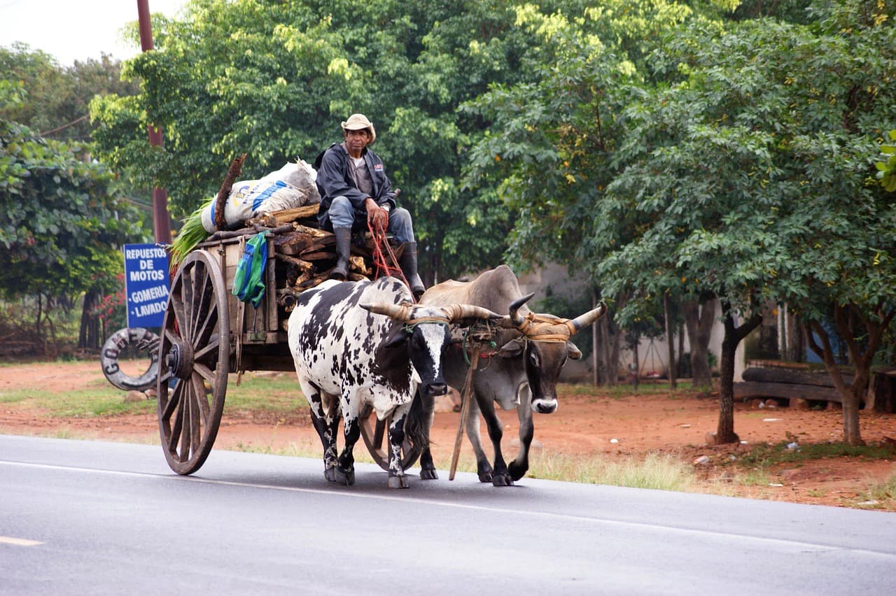 Carreta de bueyes en un camino con árboles, en el chat de Caraguatay