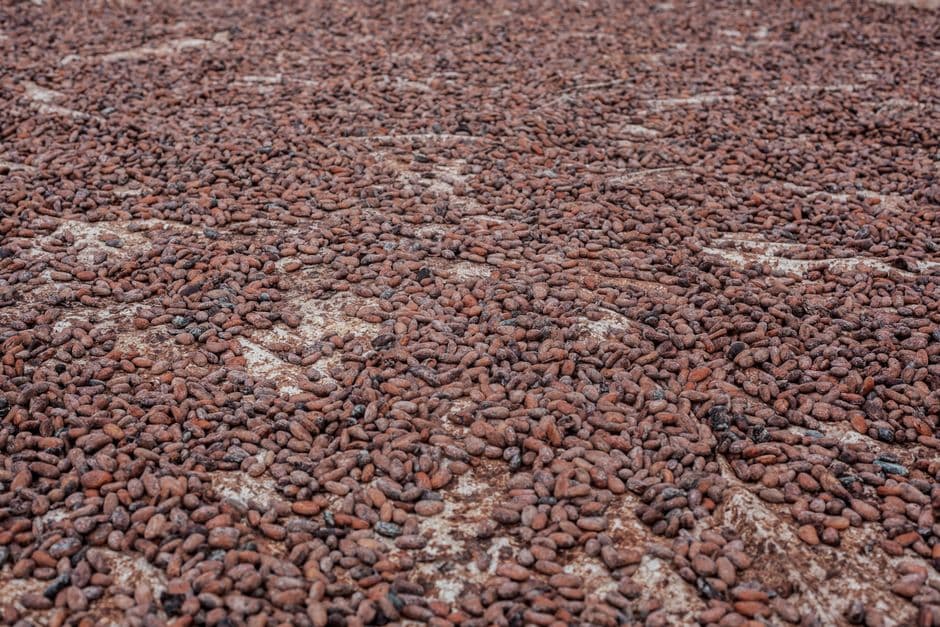 Granos de cacao esparcidos sobre una superficie rugosa, en la sala de chat de Los Cacaos