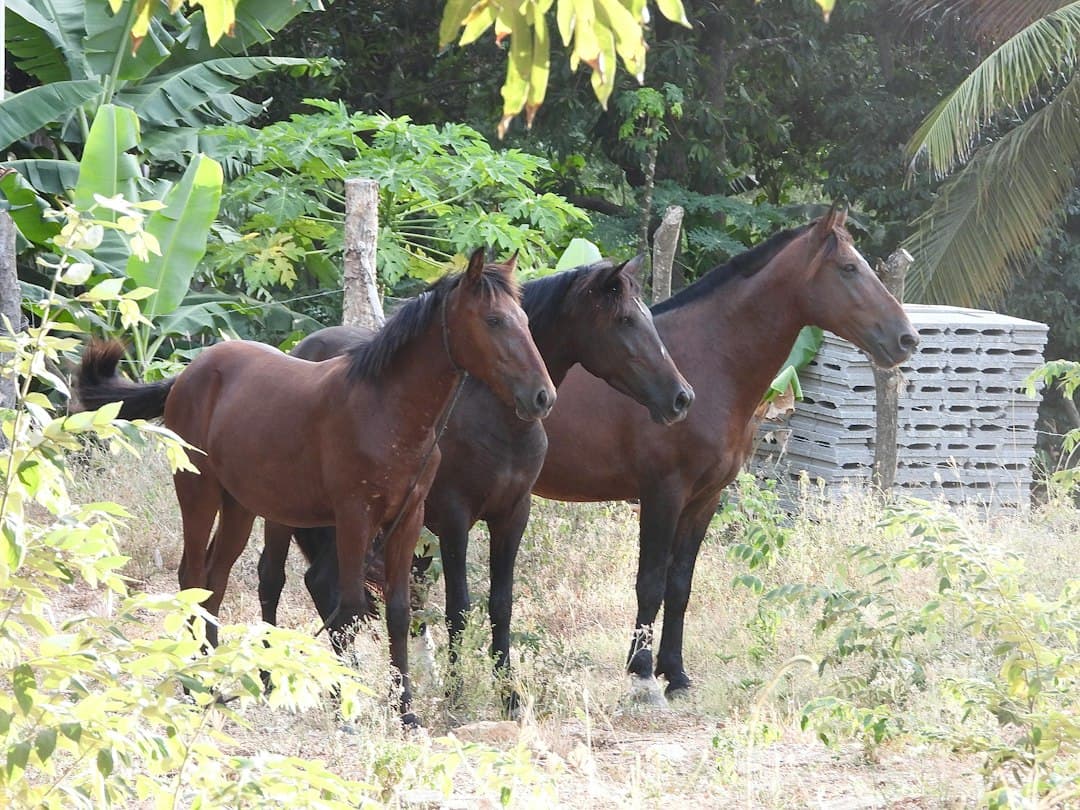 Tres caballos marrones pie en un campo de hierba, en la sala de chat de Piraera