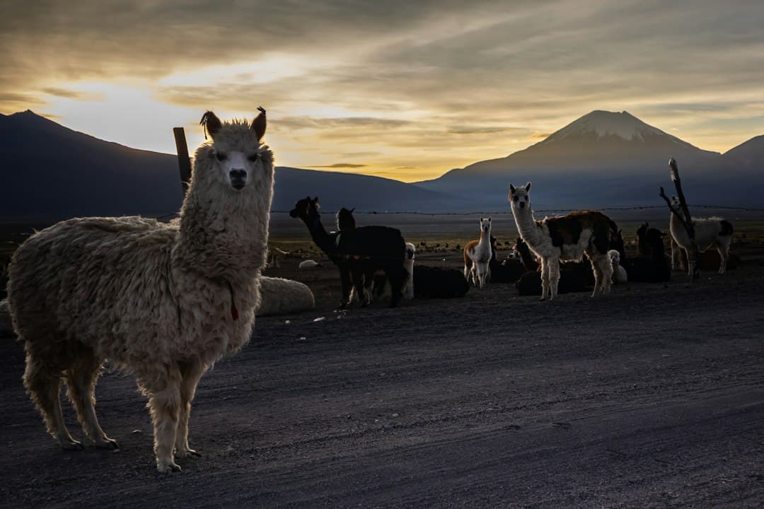 Varias llamas de pie sobre una carretera rural, en el chat de Santiago de Huari