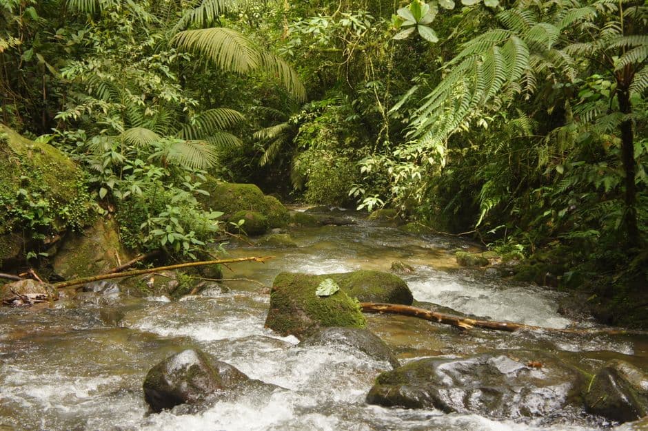 Río que corre entre rocas con musgo y árboles verdes, en el chat de Manatí