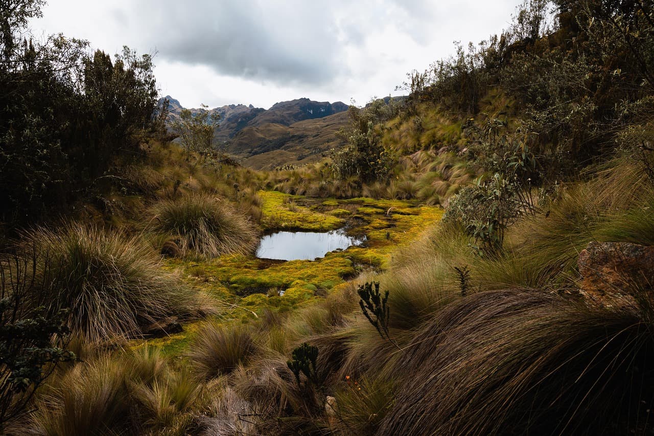 Bosque, lago, montaña y pradera, en el chat de Yantzaza