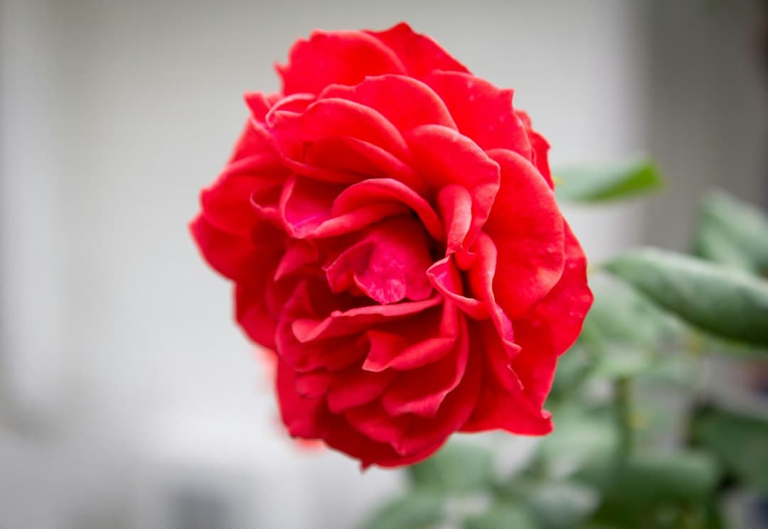 Flor roja en un jarrón sobre una mesa, en la sala de chat de Rosas