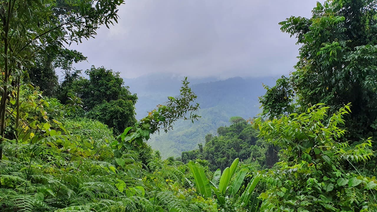 Selva verde y frondosa de Colombia, en el chat de El Tablón