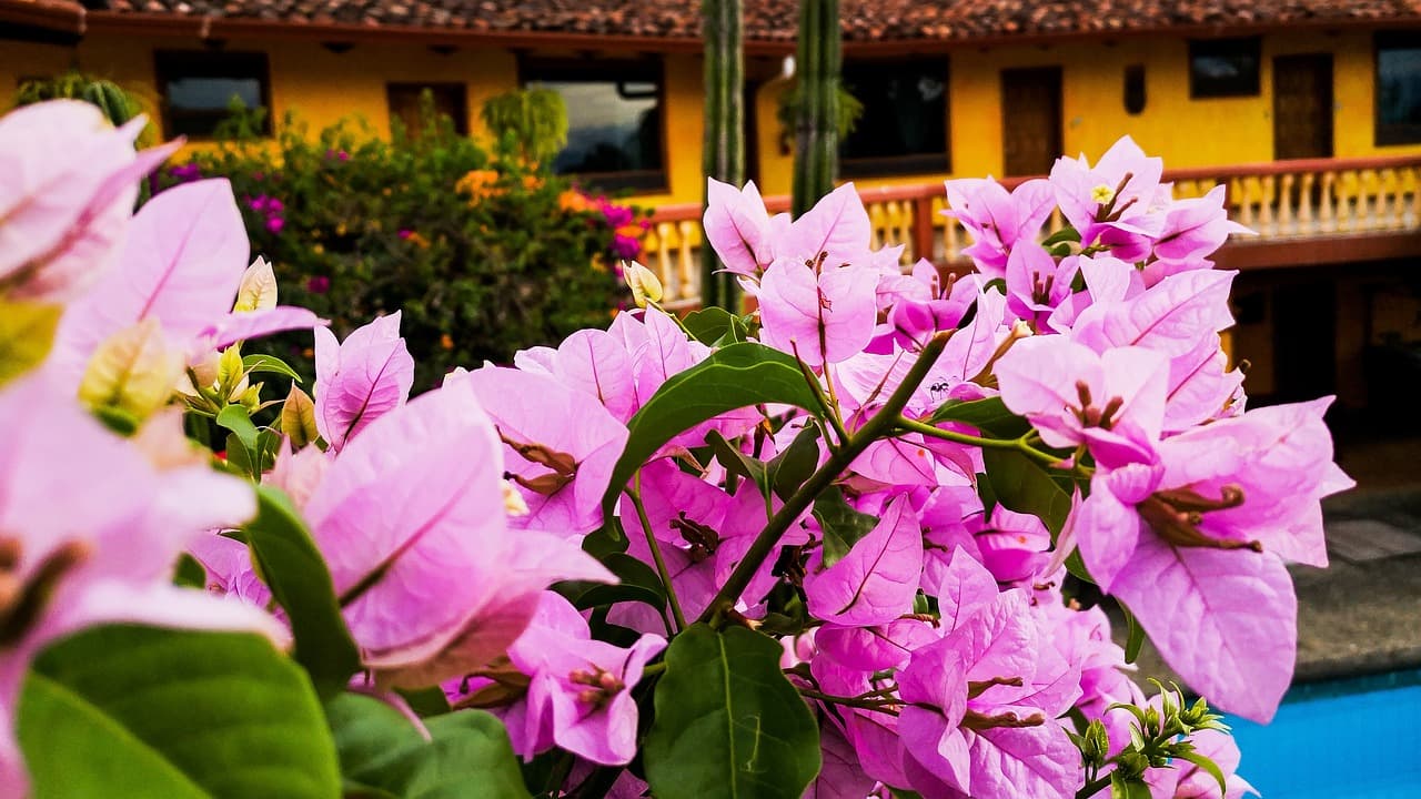 Jardín colonial con flores vibrantes y arbustos ordenados, en la sala de chat de Santa Ana