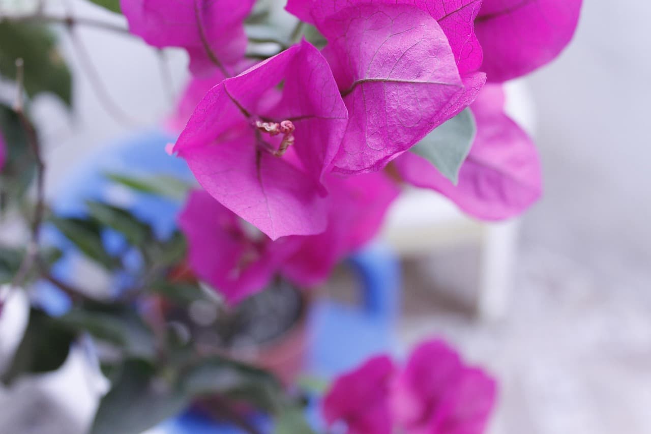 Flores silvestres multicolores sobre fondo claro, en la sala de chat de Mazatlán Villa de Flores