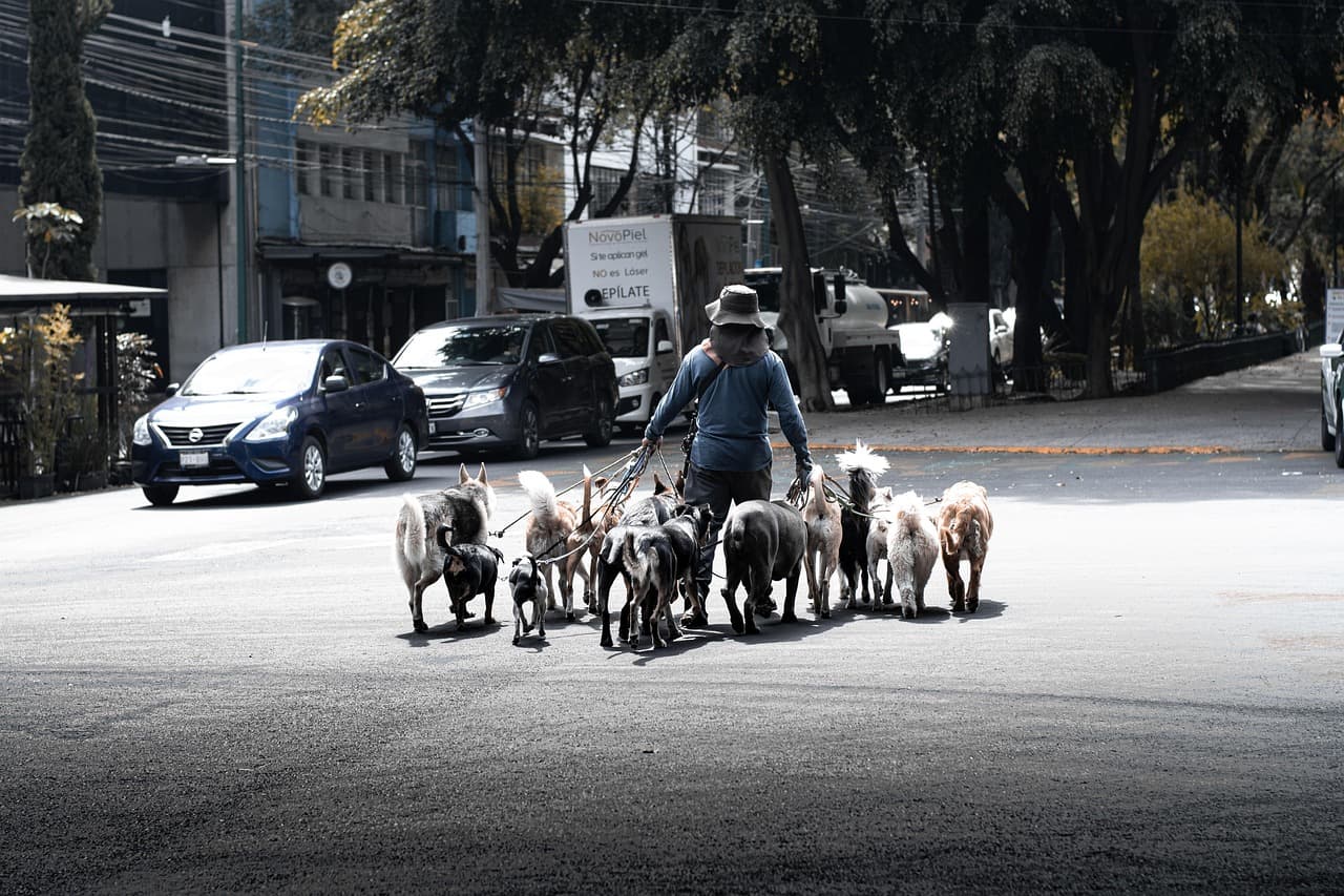 Paseador de perros por una calle de México, en el chat de Tantima